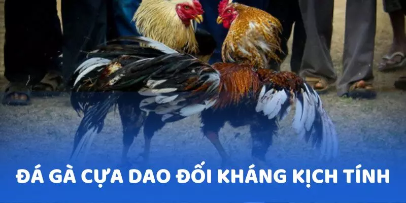 Đá gà cựa dao là hình thức đối kháng cực kỳ kịch tính